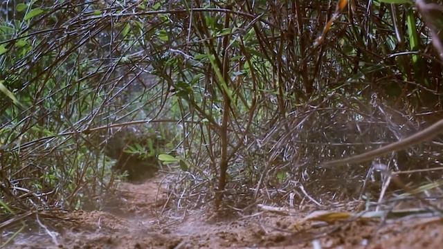 ТОП 5 самых необычных живых существ на Планете! Вы их никогда не увидите!? смотреть онлайн