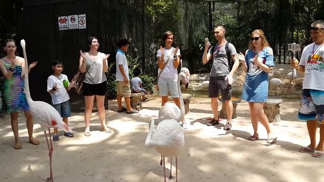 Розовый фламинго чувствуют ритм и танцуют. смотреть онлайн
