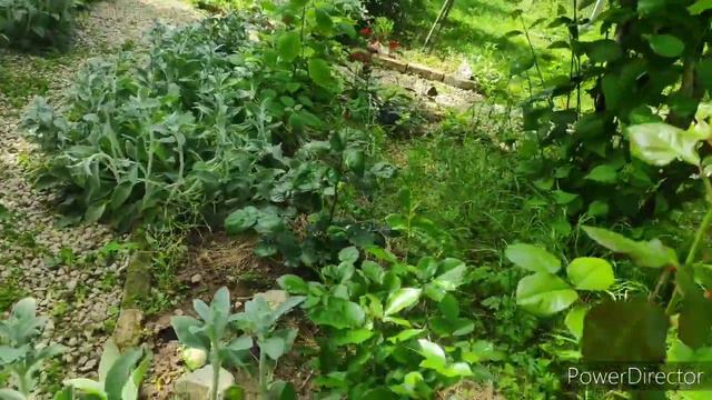 розы 🌹. май. тля🤕🤕 смотреть онлайн