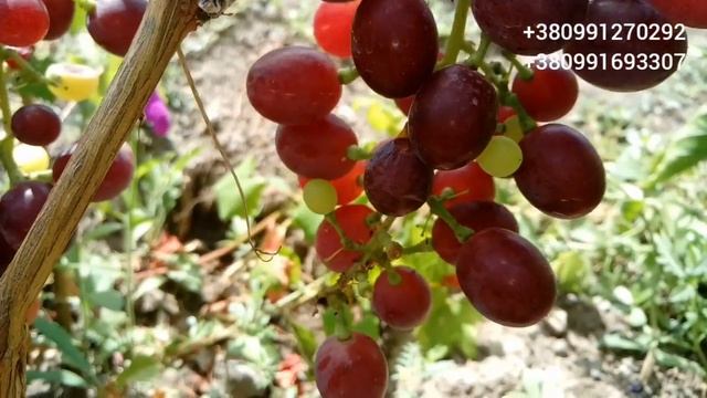 Виноград г/ф Калугина В.М Класс. Обзор 5 августа 2021 смотреть онлайн