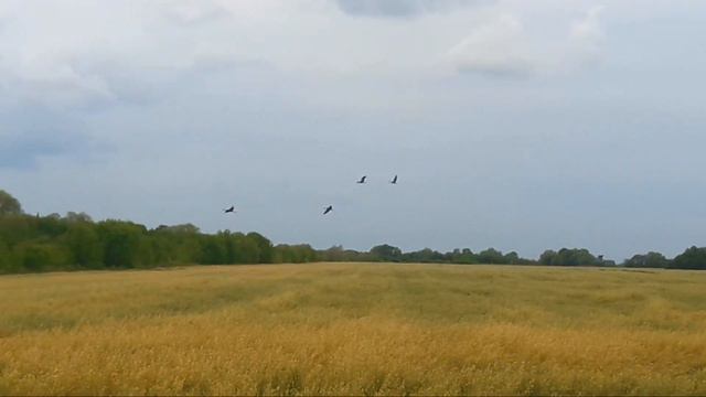 ОВЕС 2023.07.24 смотреть онлайн