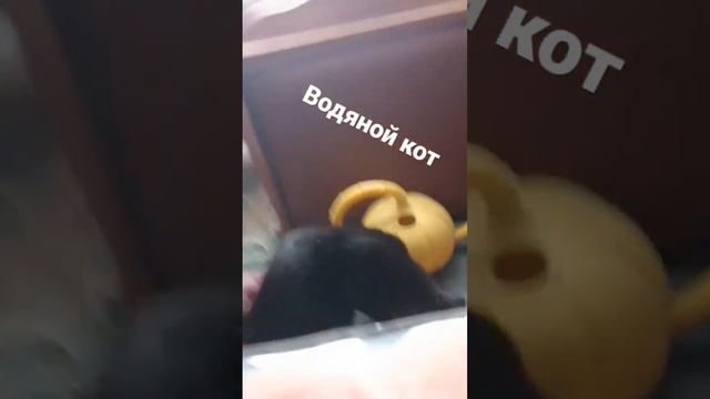 суп с котом