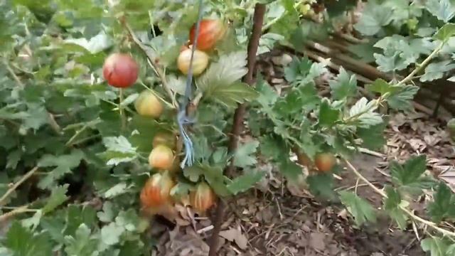 Крыжовник Ксения смотреть онлайн