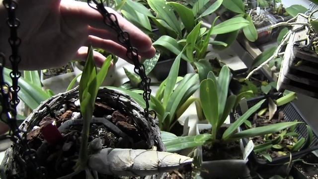 Time To Divide? • Phal. Sogo Gotris • Brassia Spike Progress