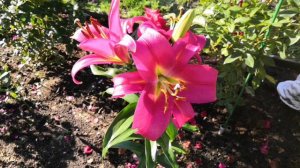 Лилии цветут. Сезон 2024.