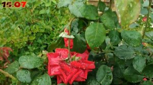 Роза Ингрид Бергман в Подмосковье