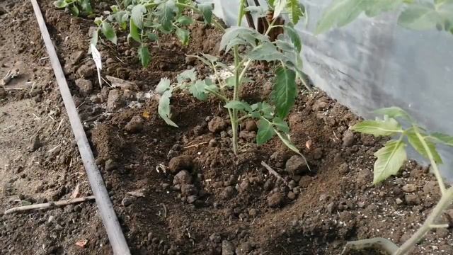 Как посадить томаты в теплицу - мой опыт смотреть онлайн