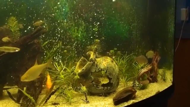 вьюн в аквариуме смотреть онлайн