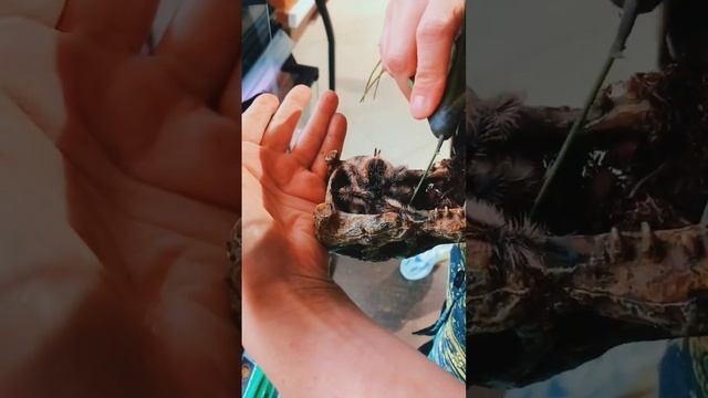 Слабо взять такого? Пиши в коммментариях ? #животные #паук #птицеед #тарантул #питомец #страшно смотреть онлайн