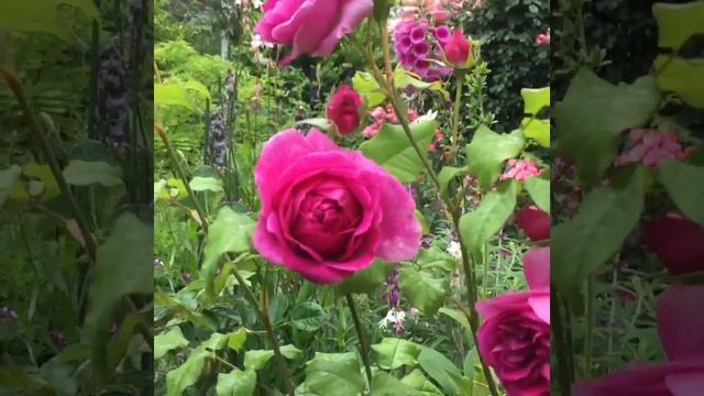 Young Lycidas in the central flower bed смотреть онлайн