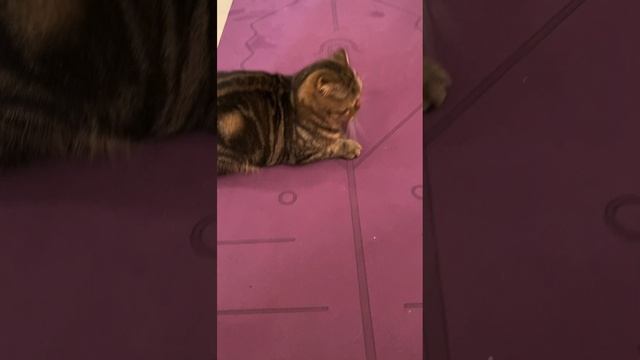 Игры с котиком ? #geravna #любовь #топчик