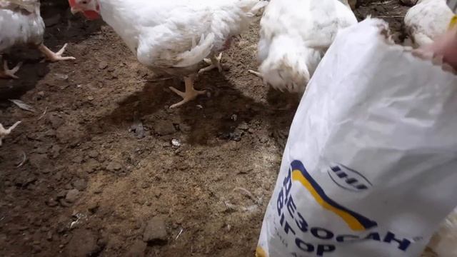 Не трогай гівно смердіть не буде‼️Гній в подарунок‼️Для мене краще Японця немає‼️Як ми чистимо у? смотреть онлайн