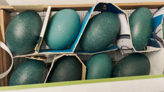 Как выращивать СТРАУСОВ в России! смотреть онлайн