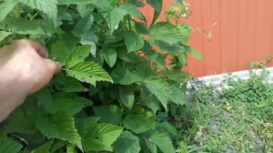 Штамбовая малина или малиновое дерево/ огромные ягоды размером с клубнику.