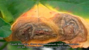 Болезни герани, у герани желтеют и сохнут листья — что делать?