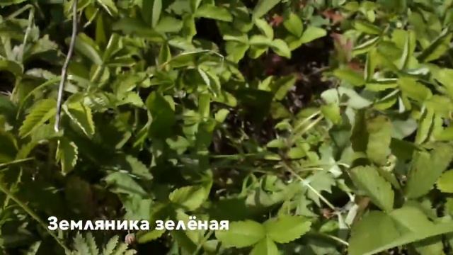 Земляника зелёная и другие травы смотреть онлайн