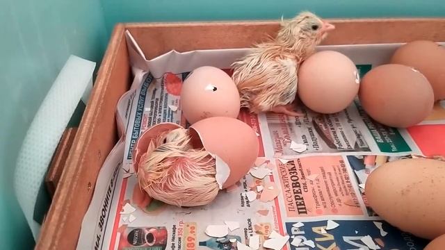 Цыплята, мои первенцы. Удачная инкубация. Курочки и петушки.