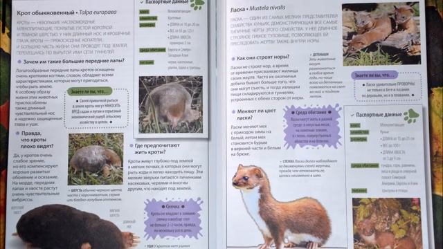 Леса умеренного пояса - Крот и Ласка смотреть онлайн