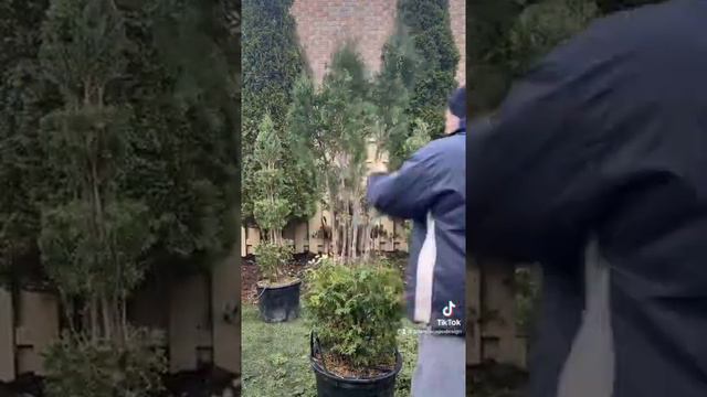 Skybound cedar topiary #topiary #gardening смотреть онлайн