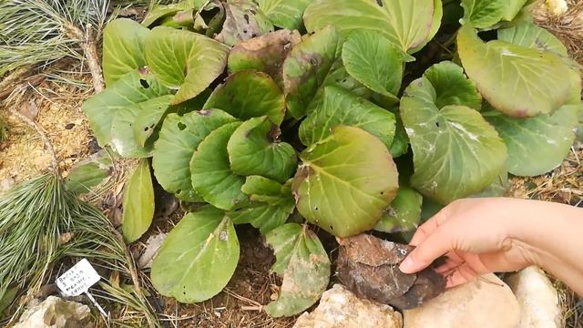 Бадан, собираю листья бадана на чай