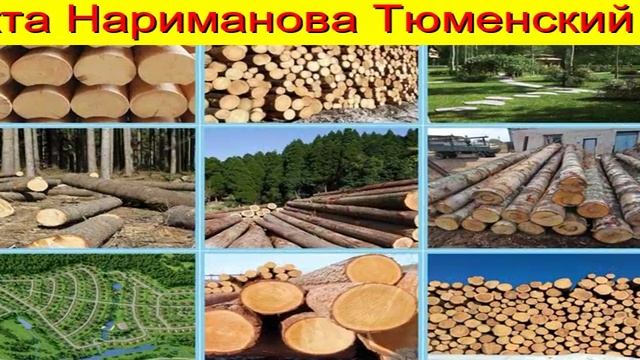 Береза на корню пиловочник Тюмень смотреть онлайн