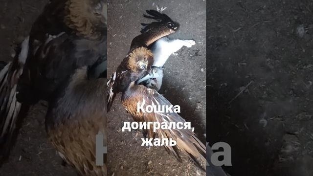 Кошка доигралась с беркутом, конец печальен. Жаль смотреть онлайн