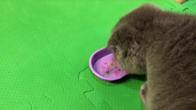 Накормили Кота ВАЛЕРЬЯНКОЙ - Дневники Кота Космоса смотреть онлайн