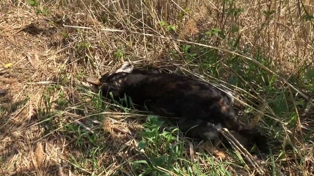 Посёлок Зубовка. Гуляем . Выпускаем карасей