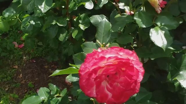 ЛУЧШИЕ РОЗЫ по мнению мужа... Летний обзор смотреть онлайн