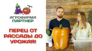 Перец от рассады до урожая! Анна Акинина и Василий Блокин-Мечталин