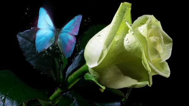 Голубая искрящаяся бабочка на розе смотреть онлайн