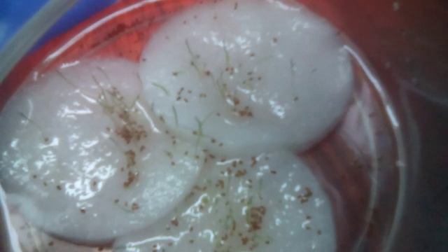 Водоросли с Китая часть 2 Начали прорастать смотреть онлайн