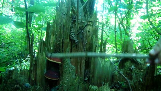 Необычные формы деревьев, наросли смотреть онлайн