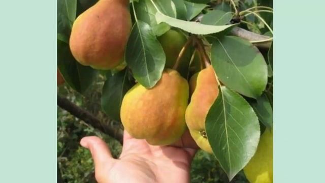 Самые лучшие сорта груш с изысканным вкусом смотреть онлайн