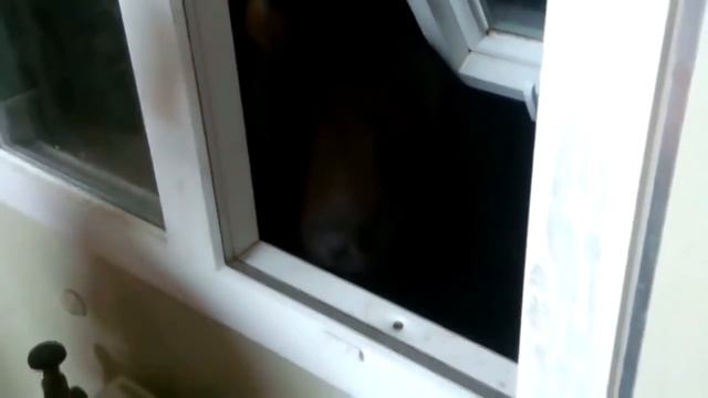 7 МОНСТРОВ, СНЯТЫХ НА КАМЕРУ ЗА ТВОИМ ОКНОМ смотреть онлайн