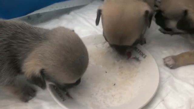 Чихуахуа щенки кушают сами, им всего 20 дней смотреть онлайн