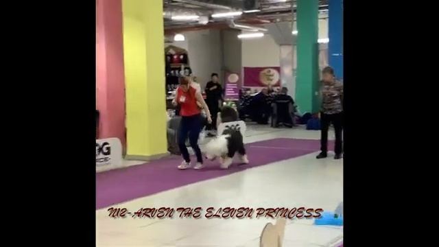 Монопородная выставка Староанглийская Овчарка ранга победитель Клуба 2022, 23/04/2022 смотреть онлайн