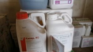 Обработка семян перед посевом. Препараты, нормы.