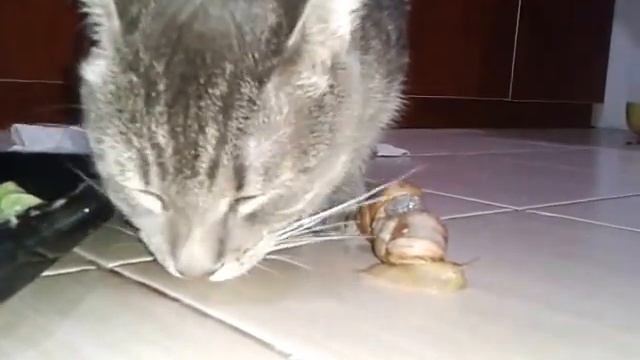 2 улитки 1 кот смотреть онлайн