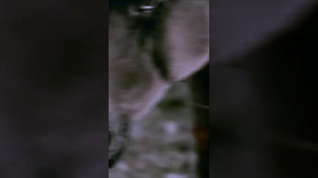 Что вы знаете о крутости? #hobbyhorse #hobbyhorsing смотреть онлайн