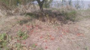 VID_20240904_135233.mp4