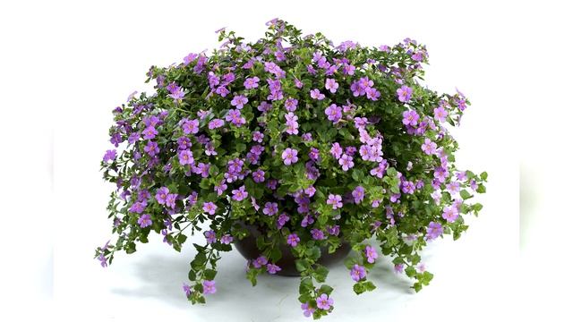 Бакопа-Сутера. Простая и удивительная. Часть 2 смотреть онлайн