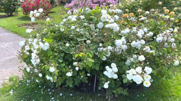 Rose Taxandria - Martin Vissers