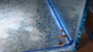 Крапчатый сомик за 30 дней Крапчатый сомик размножение Мальки коридораса крапчатого