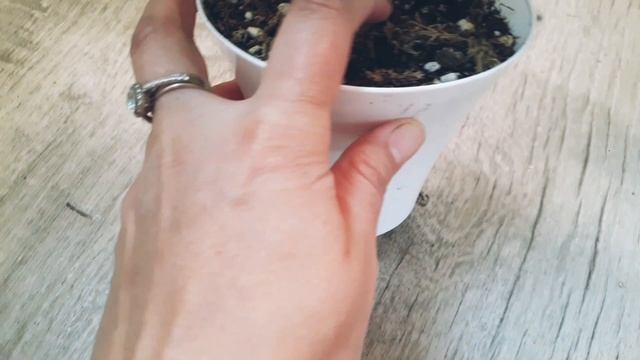 очередные новиночки!фикус шривериана,замиокулькас равен,антуриум хрустальный,аглаонема чатра монгол смотреть онлайн