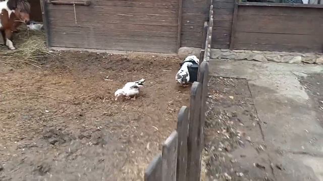 Индоутки. Мускусные утки. Препарат от глистов.. смотреть онлайн