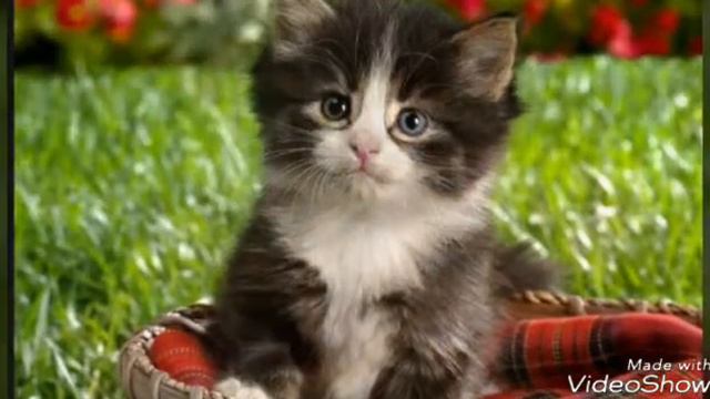 Милые котята  3 видео