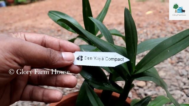 YaYa Compactum എന്നയിനം ഓർക്കിഡ് പൂവ് കാണാത്തവർക്കായി | YaYa Compactum Orchid | Glory Farm House
