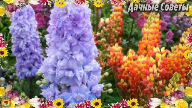 ДАЧА для ЛЕНИВЫХ Цветы которые будут радовать вас цветением ВСЁ ЛЕТО Цветоводам на заметку смотреть онлайн
