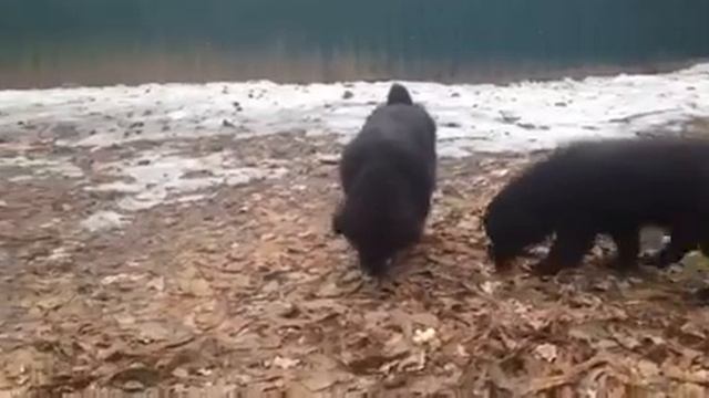 Монгольский банхар. Альфа и Амега, 2.5 месяцев. смотреть онлайн